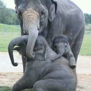 Meet your Posher, Kitty